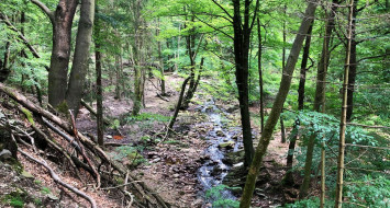 Bild des Waldes mit Bach